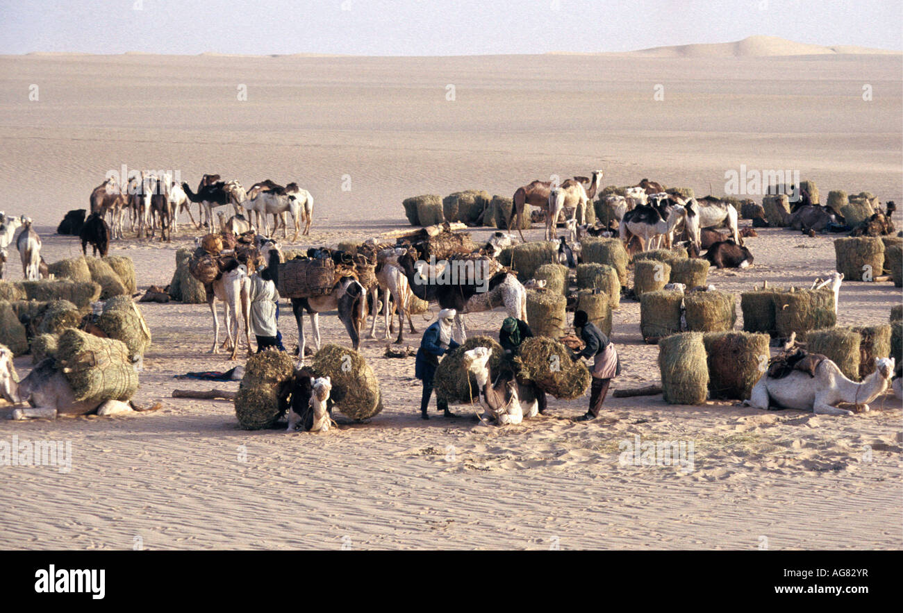 Niger Tenere Tuareg Stamm dabei traditionelle Salz Wohnwagen aus Agadez zu den Oasen Fachi und Bilma Stockfoto