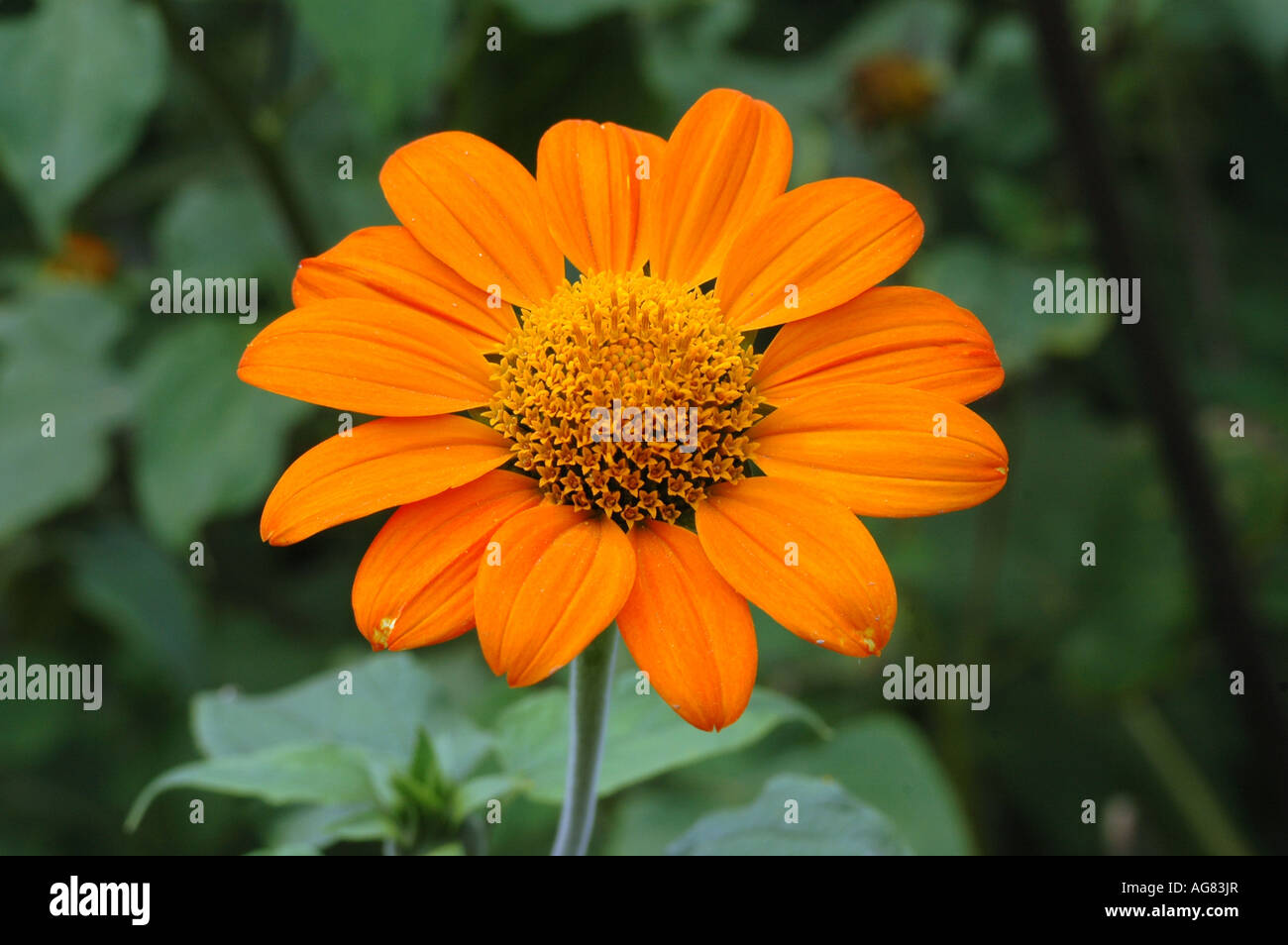 Mexikanische Sonnenblume Tithonia rotundifolia Stockfoto