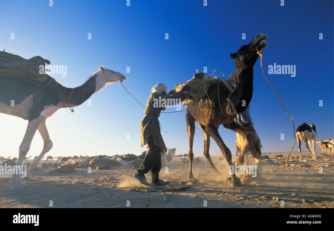 Niger Tenere Tuareg Stamm dabei traditionelle Salz Wohnwagen aus Agadez zu den Oasen Fachi und Bilma Stockfoto