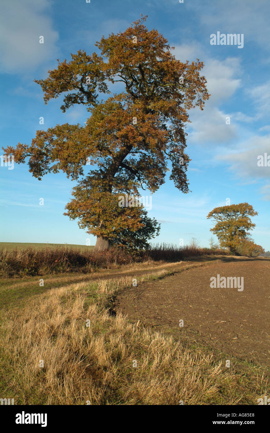 Englische Eiche auf einer Land-Strecke, Oxfordshire, England. Stockfoto