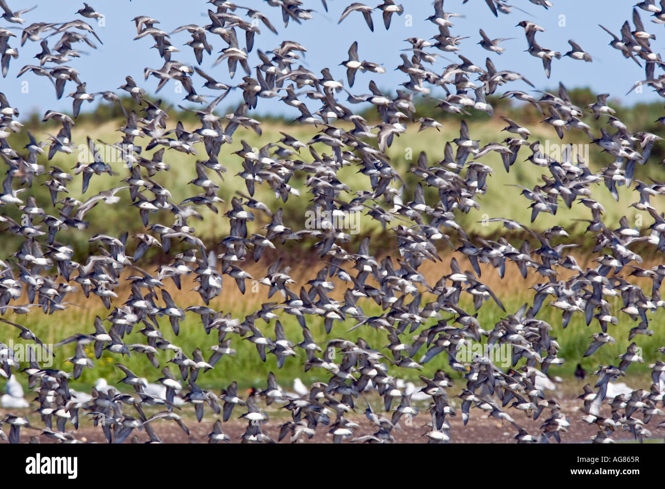 Große Herde von Knoten Calidris Canuta im Flug über Titchwell norfolk Stockfoto