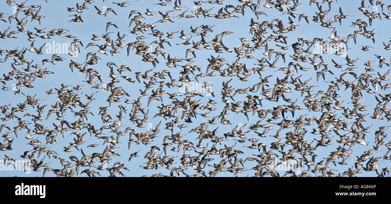 Große Herde von Knoten Calidris Canuta im Flug über Titchwell norfolk Stockfoto