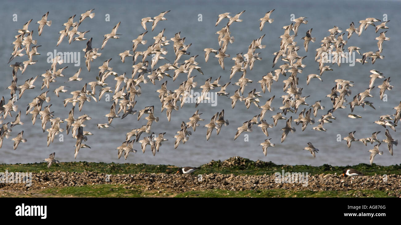 Knoten Sie Calidris Canuta im Flug über Titchwell Strand im frühen Abendlicht Stockfoto