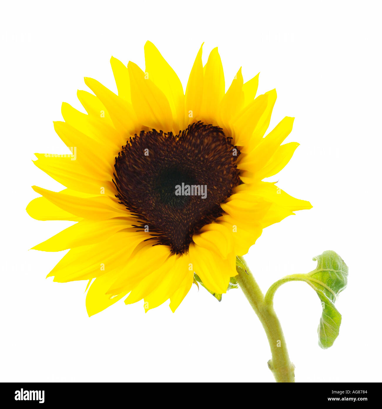 Sonnenblume mit Center geändert, um die Herzform haben Stockfoto