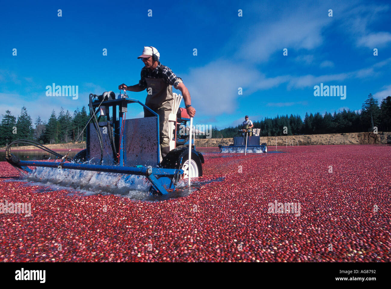 Cranberry-Ernte Stockfoto