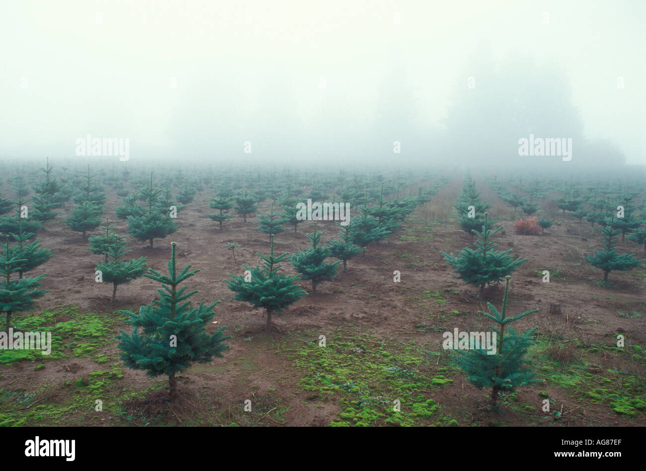 Bereich der jungen Bäume im Nebel Stockfoto