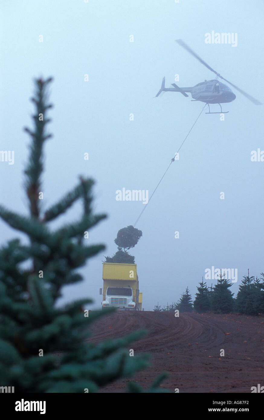 Ernte Weihnachtsbäume mit einem Helikopter Stockfoto