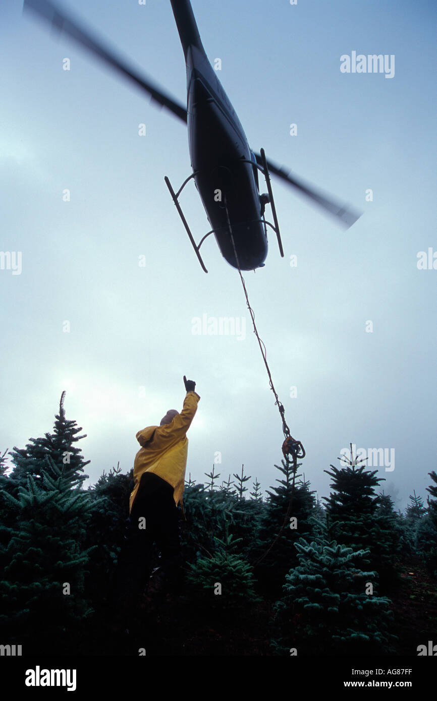 Ernte Weihnachtsbäume mit einem Helikopter Stockfoto