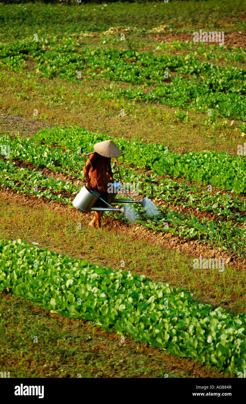 Vietnam Hanoi Mann mit kegelförmiger Hut Bewässerung Gemüsebeet Stockfoto