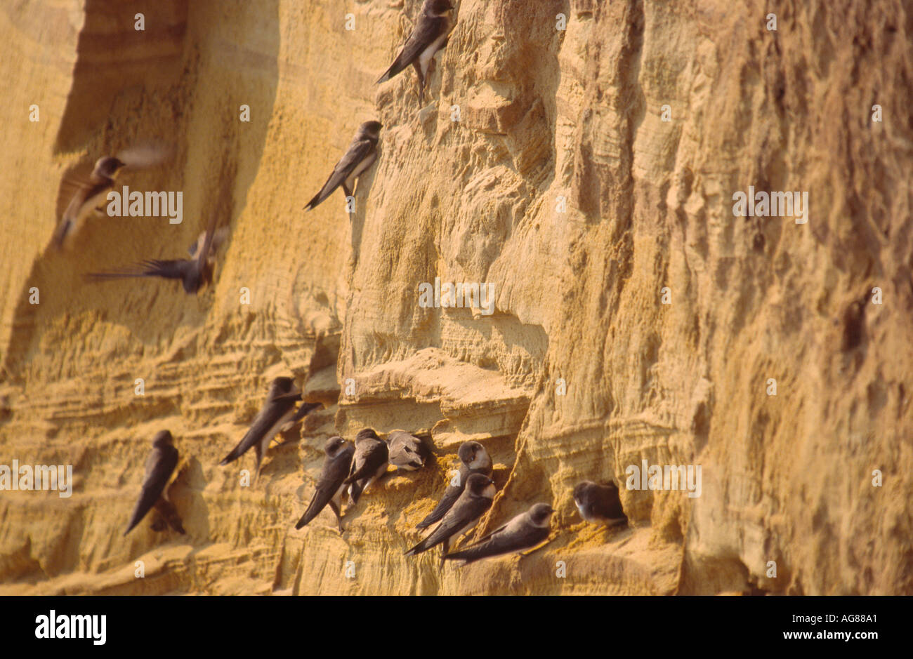 MARTINS SAND UND SAND KLIPPEN VON HAPPISBURGH NORFOLK EAST ANGLIA ENGLAND UK Stockfoto