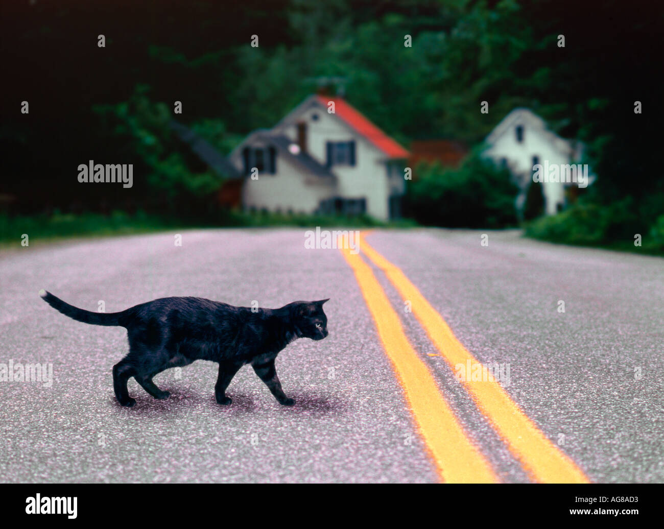 Schwarze Katze Kreuzung Straße Stockfoto