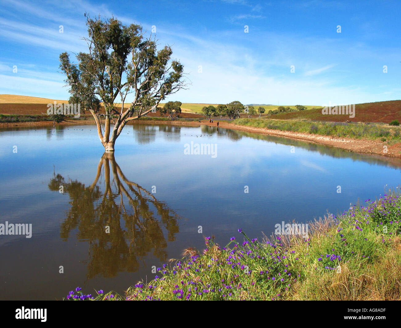 Gum-Baum in dam Australien hohe Bildauflösung Digitalkamera Stockfoto