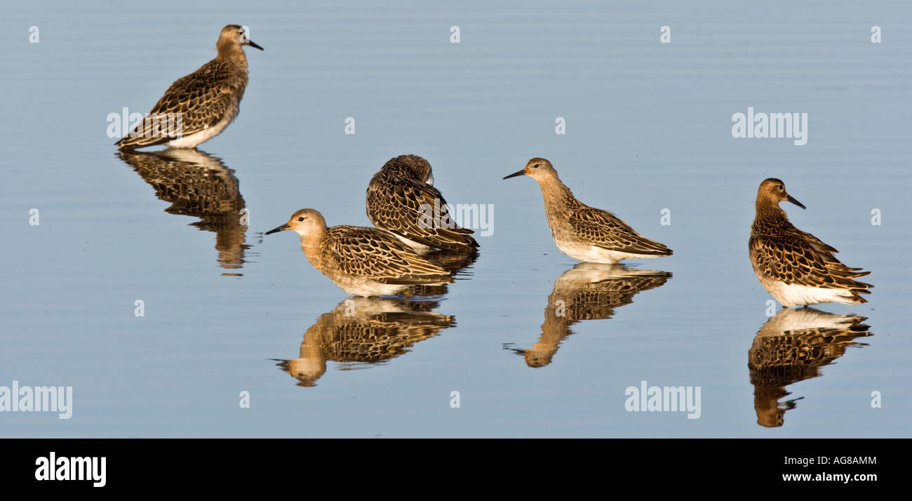 Kampfläufer Philomachus Pugnax Gruppe stand im Wasser mit Relections Titchwell norfolk Stockfoto