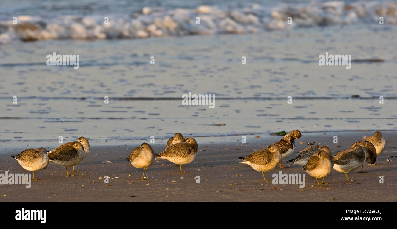 Knoten Sie Calidris Canuta am Strand von Titchwell Norfolk im frühen Abendlicht Stockfoto