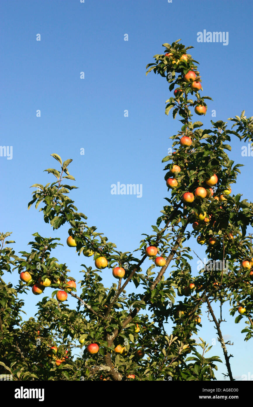 Äpfel auf apple tree gegen den blauen Himmel Stockfoto