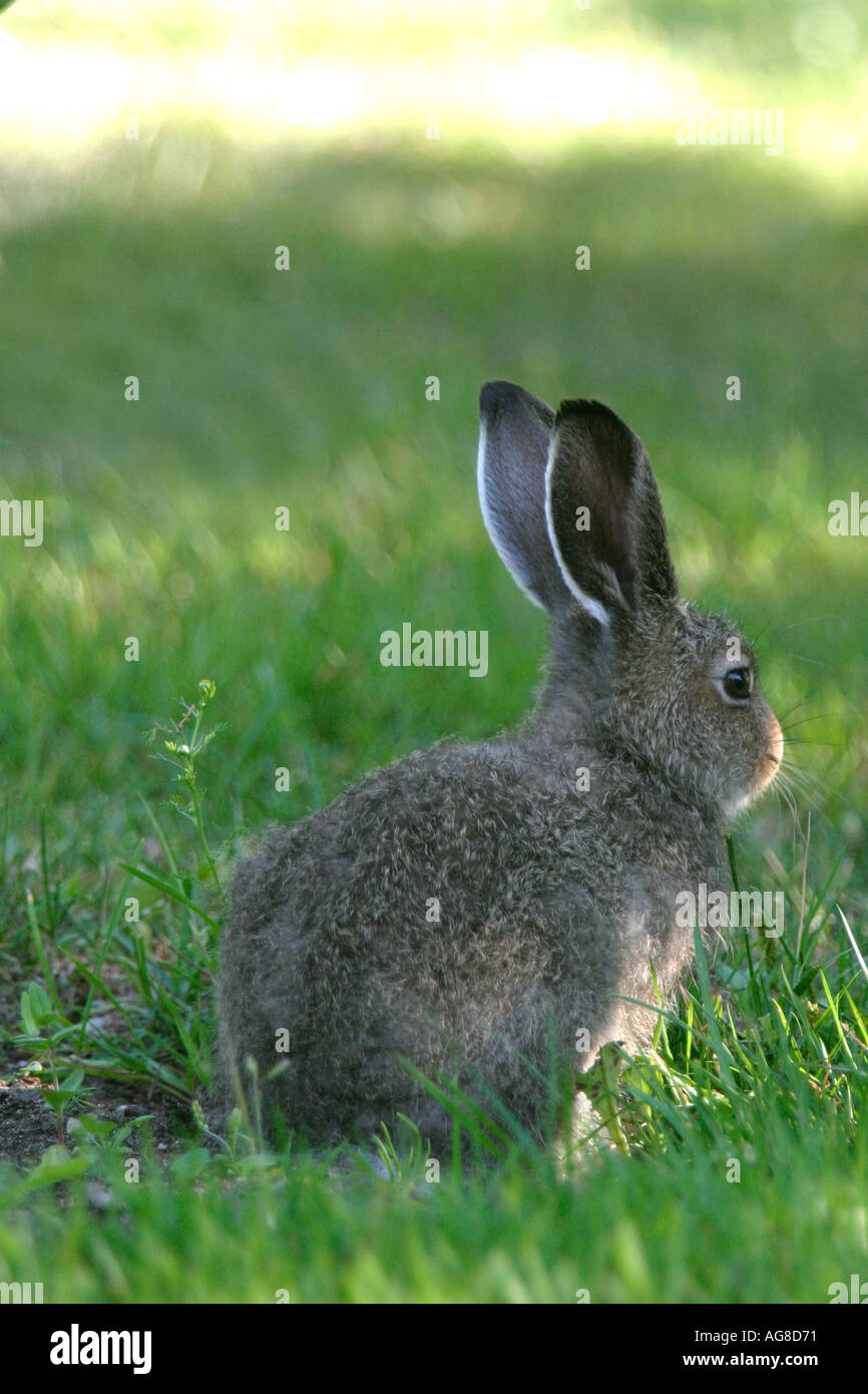 Junger Berghase (Lepus Timidus), Finnland Stockfoto