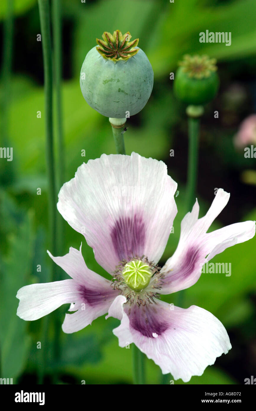 Mohn blühen und Samen pod Stockfoto