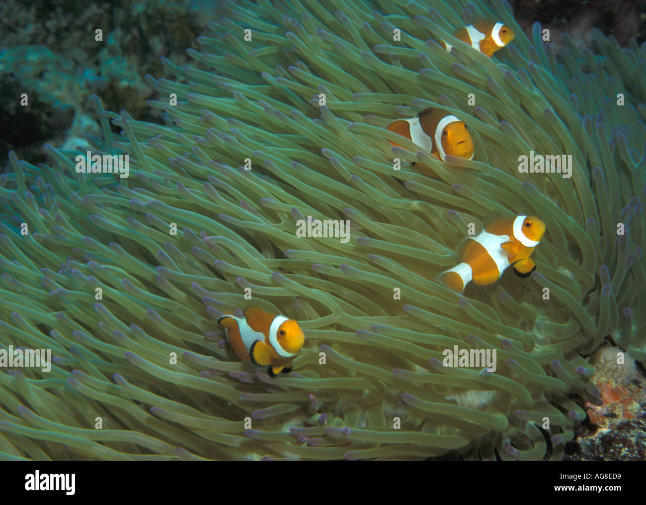 Clown Anemonenfisch Kapalai Sabah Borneo Stockfoto