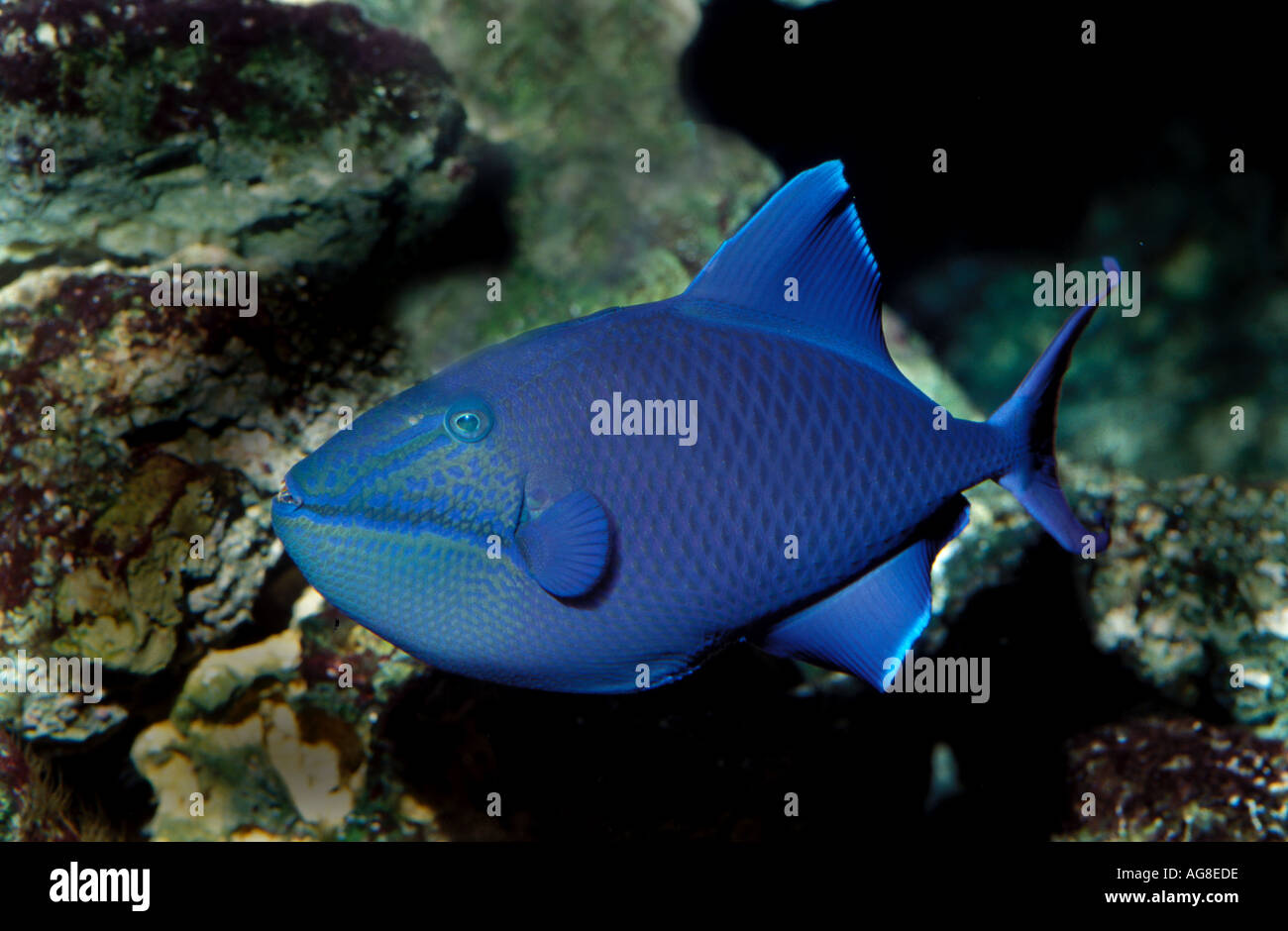 Blauer Drückerfisch Pseudobalistes fuscus Stockfoto