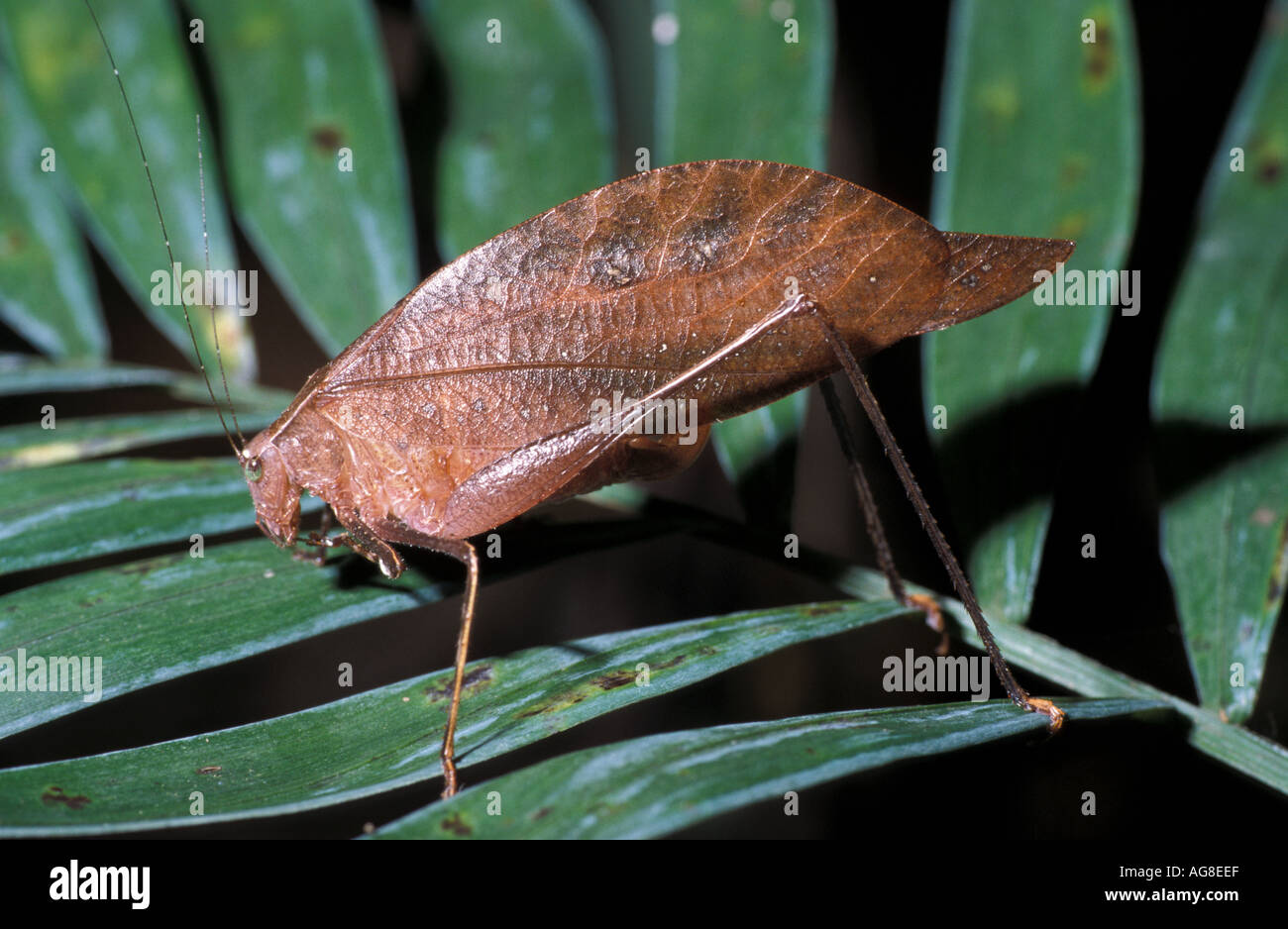 Braun Blatt imitieren Grashuepfer Belize Stockfoto