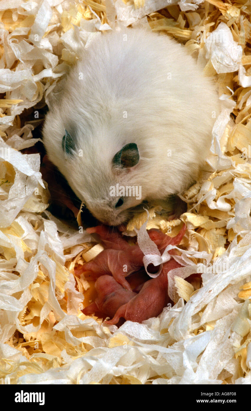 Inländische Goldhamster weißen langen Haaren Mutter mit Babys Stockfoto