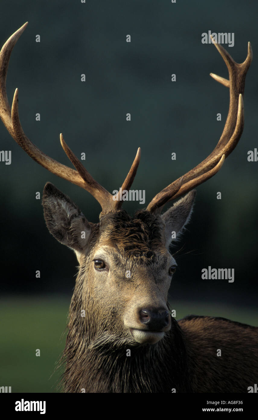 Rothirsch Cervus Elaphus Hirsch Stockfoto