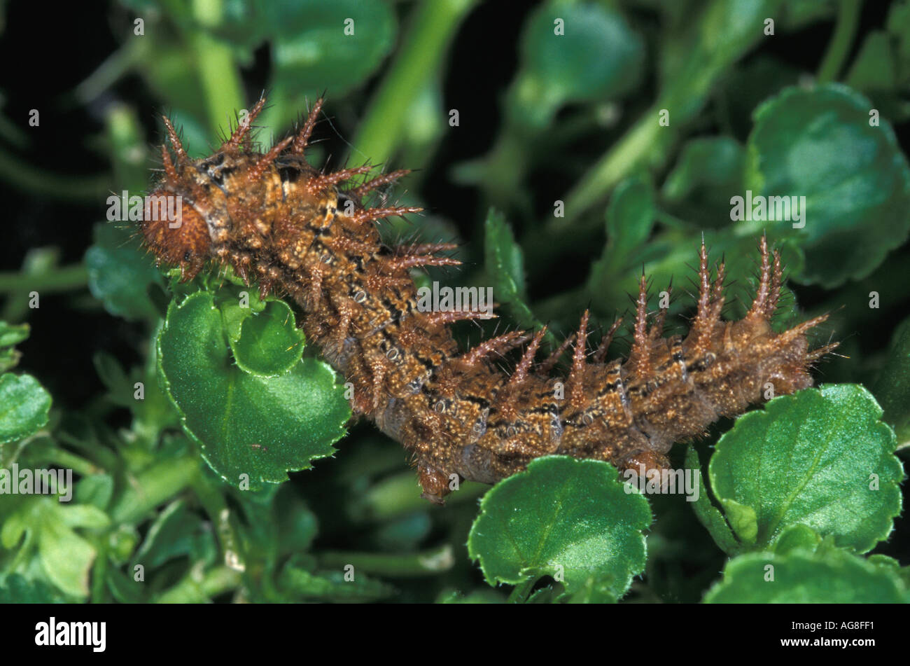 Hohe braune Schmetterling Argynnis Adippe Raupe Stockfoto