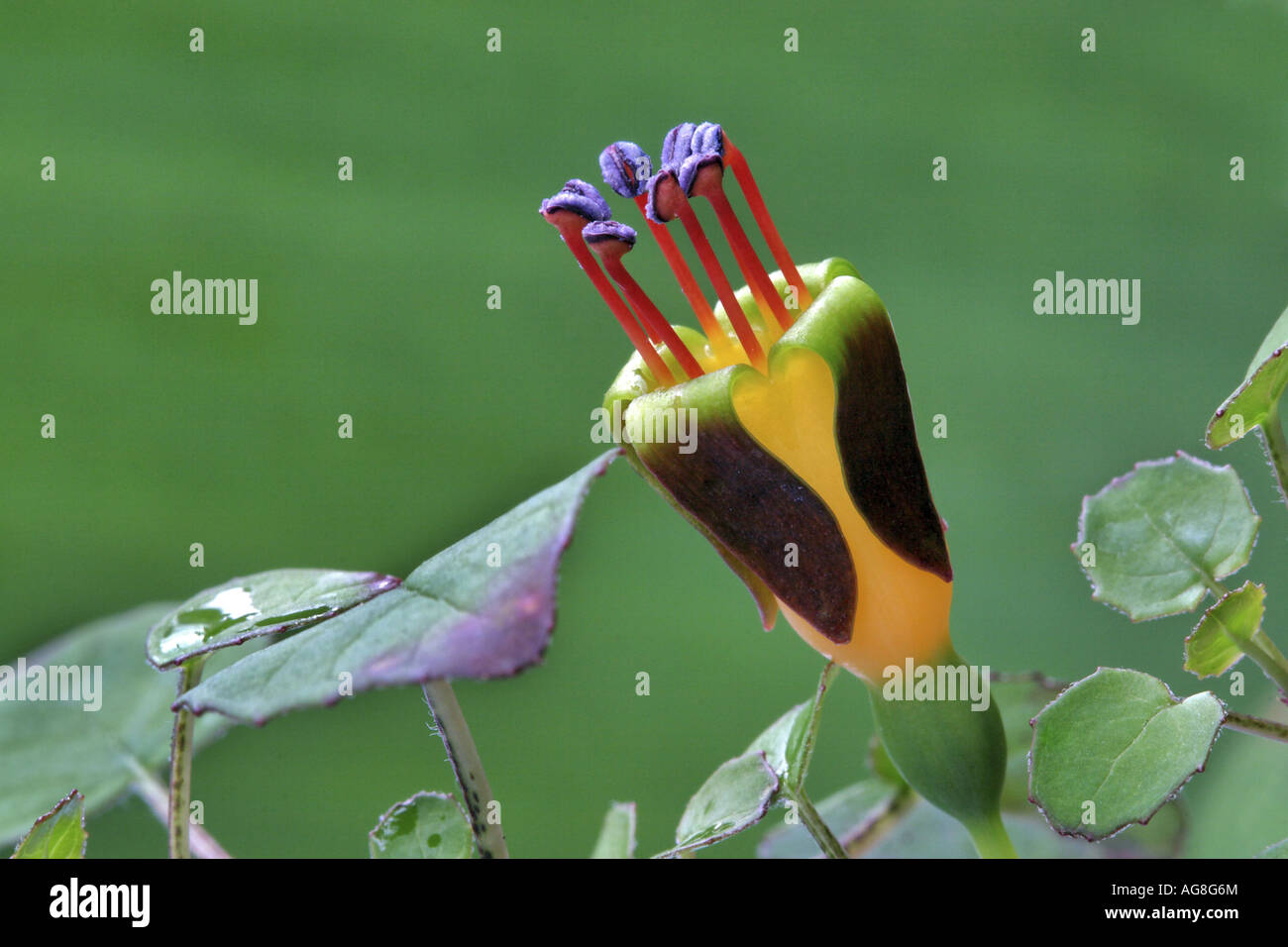 Kriechende Fuchsie (Fuchsia Procumbens), Blume Stockfoto