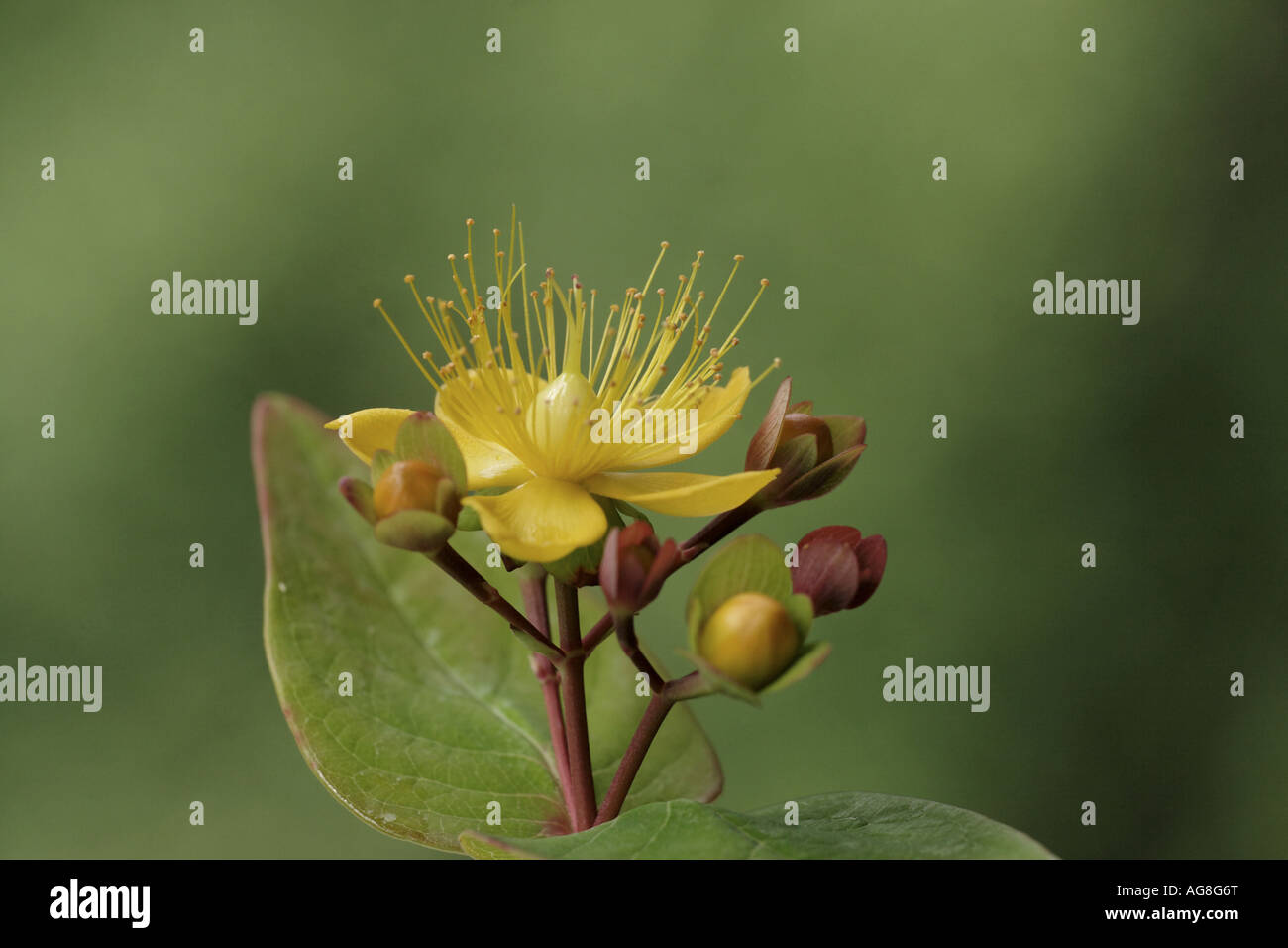 Tutsan (Hypericum Androsaemum), Blume Stockfoto