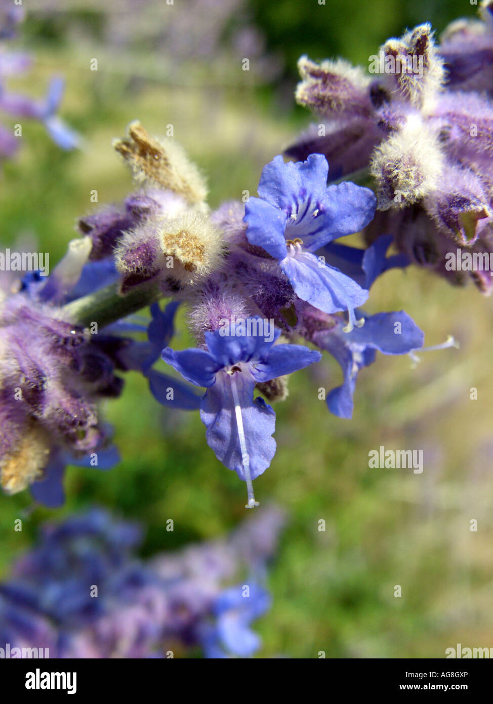 Russischer Salbei (Perovskia Abrotanoides), Blumen Stockfotografie Alamy
