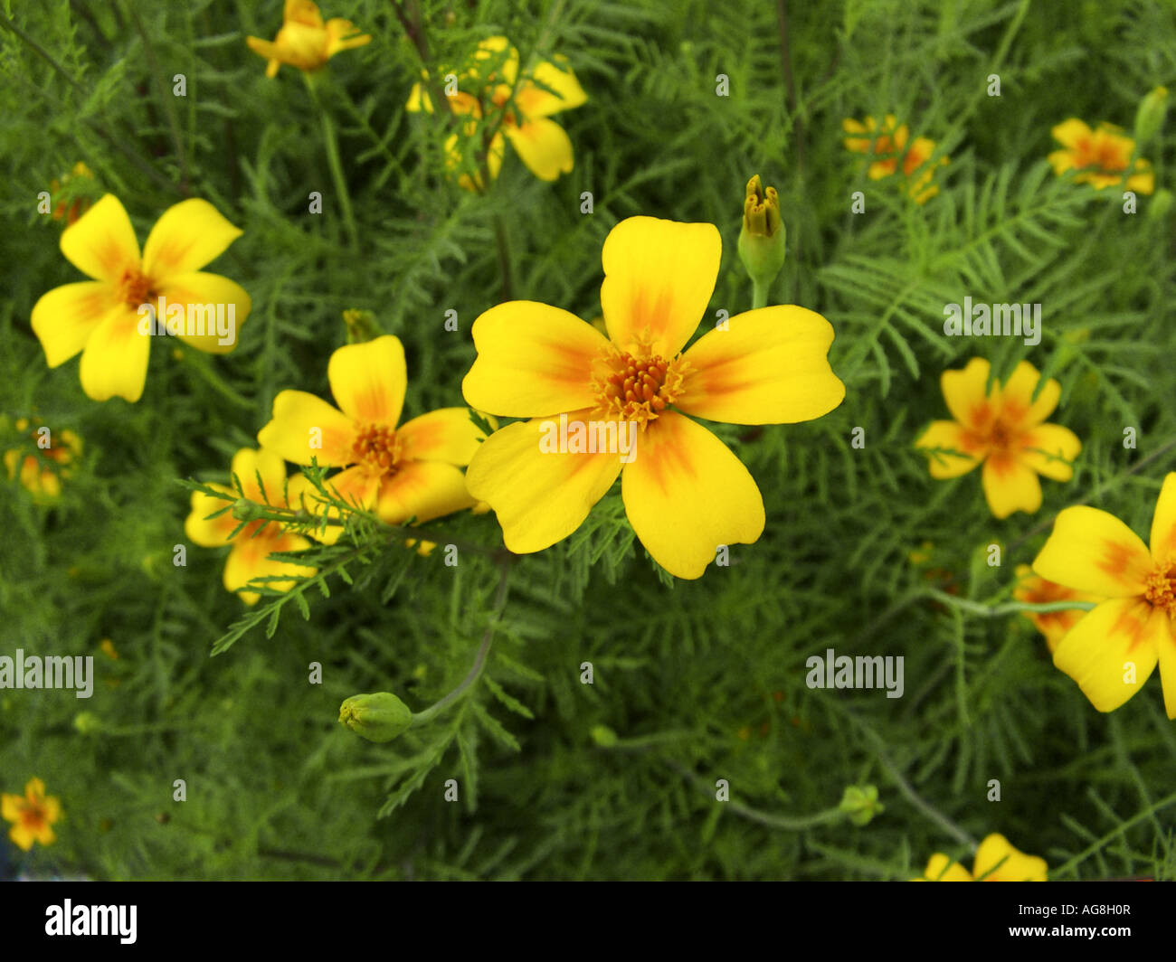 Zitrone Ringelblume, Signet Ringelblume (Tagetes Tenuifolia, Tagetes Signata), blühen Stockfoto