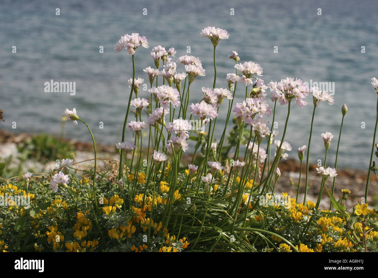 Rosa Knoblauch (Allium Roseum), blühen, Spanien, Mallorca Stockfoto