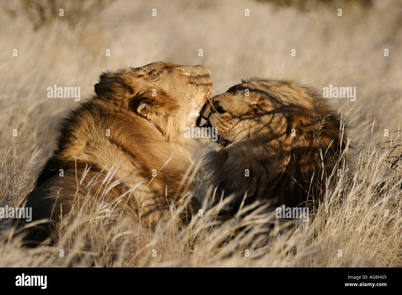 Afrikanische Löwen, Männchen, Kavita Löwen Lodge, Namibia / (Panthera Leo) Stockfoto