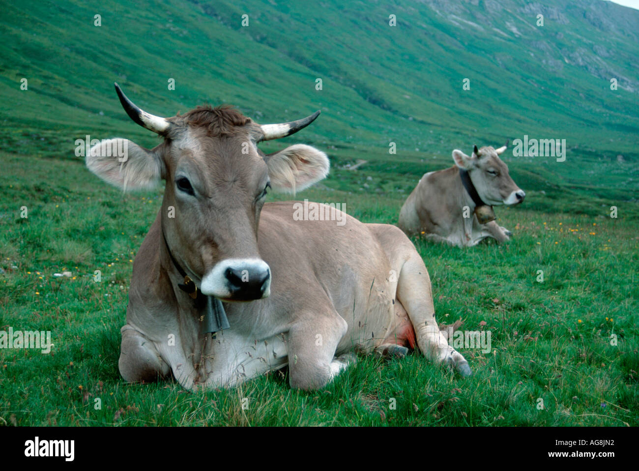 Rinder auf der Alm, Val de Fain, Engadin, Schweiz Stockfoto