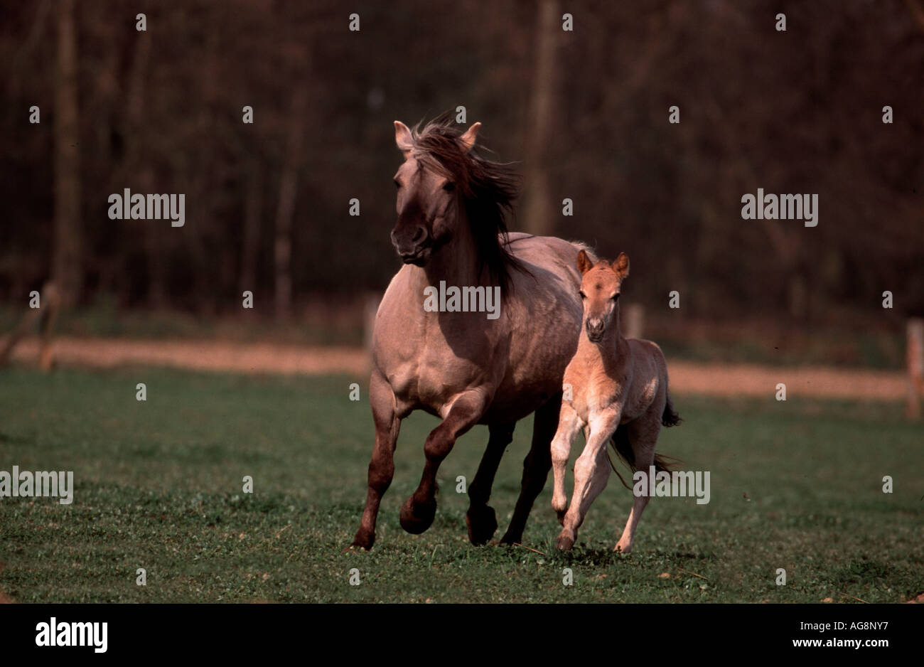 Konik-Pferde, Stute mit Fohlen, Deutschland Stockfoto