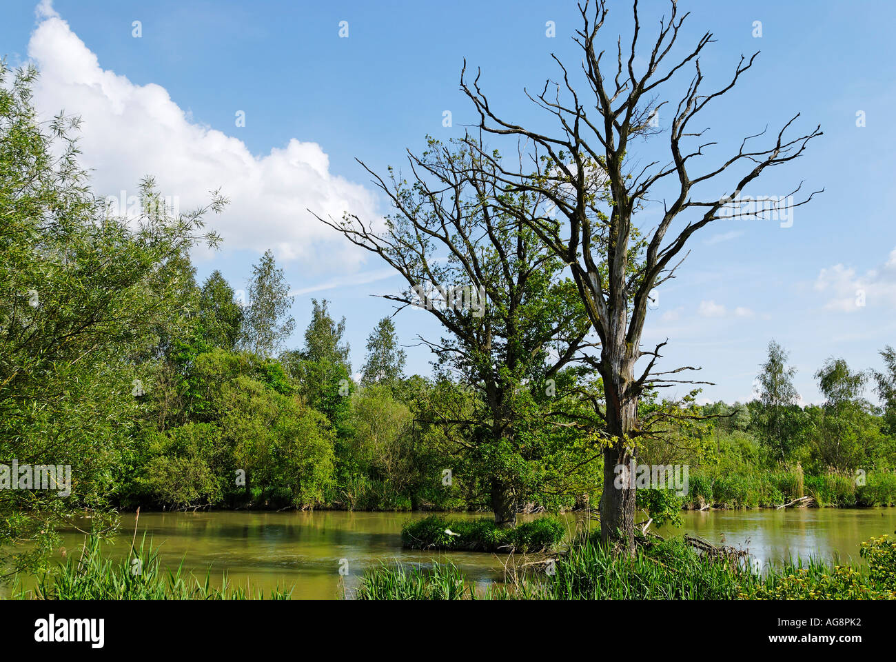 Bäume in Überschwemmungsgebieten des Flusses Donau in der Nähe von Blindheim Bayerisch-Schwaben Deutschland gestorben Stockfoto