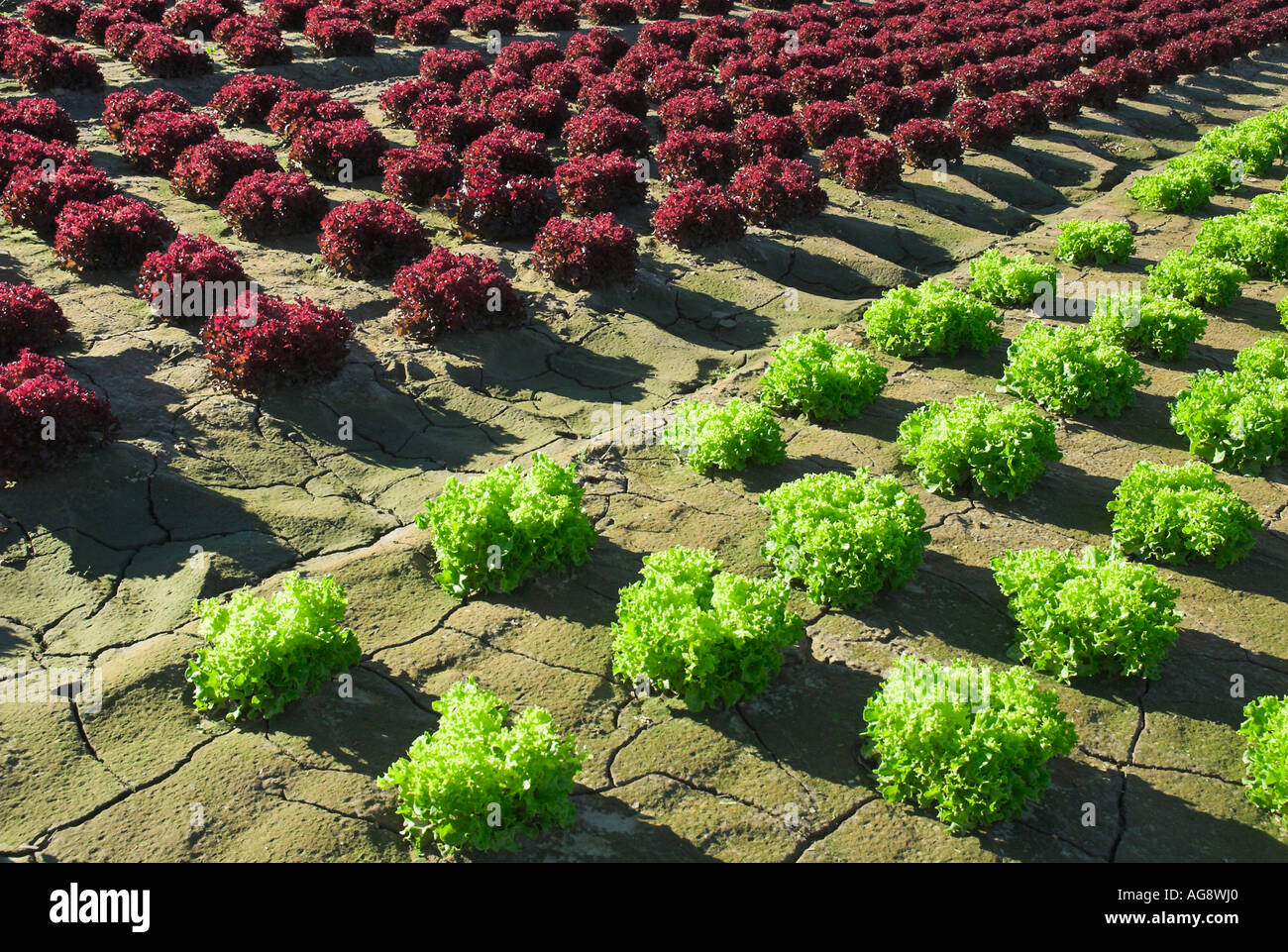 Rote und grüne Köpfe Kopfsalat wachsen in einem Feld, Niedersachsen, Deutschland Stockfoto