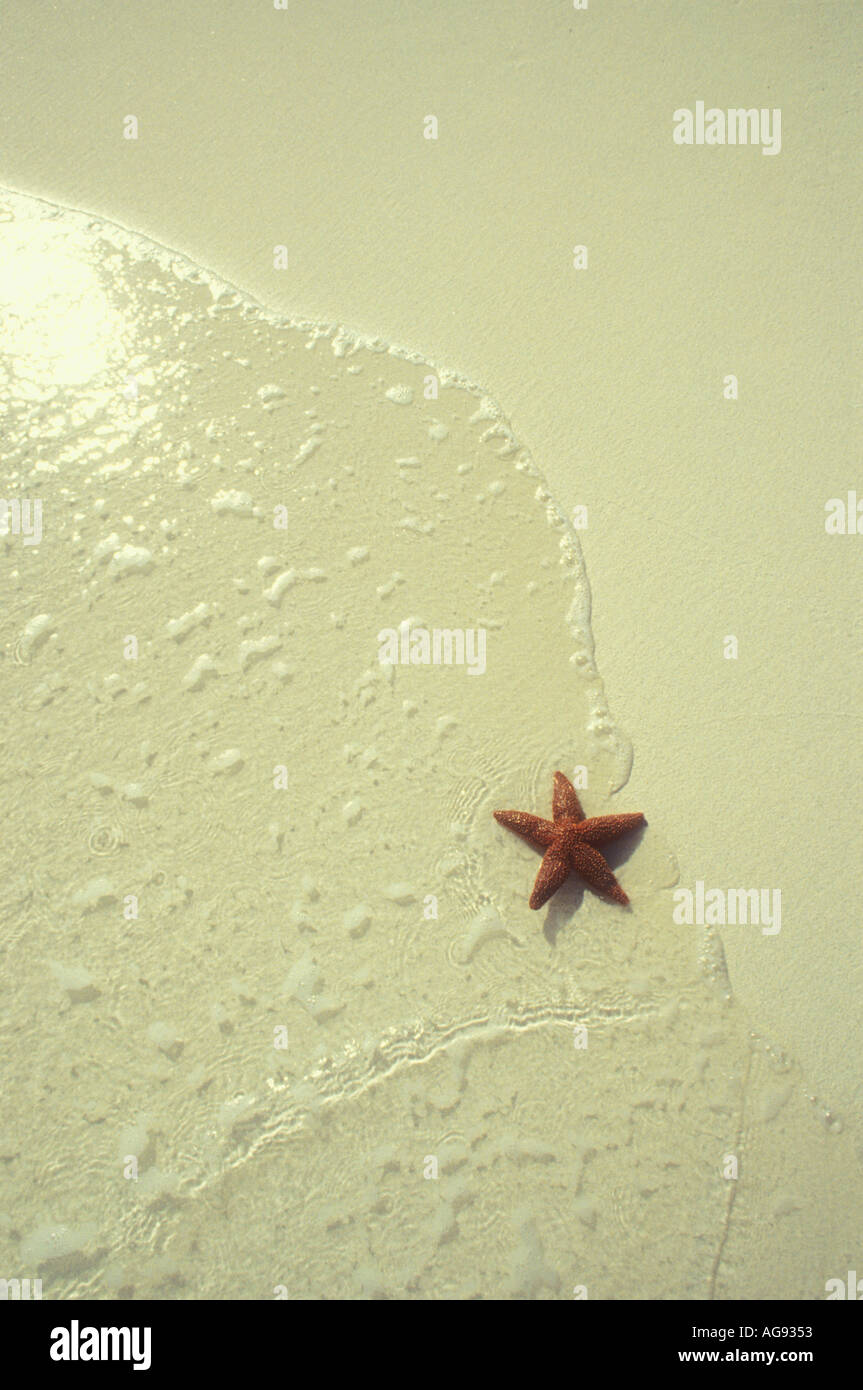 Seestern am Strand am Rand des Wassers in der Karibik Stockfoto