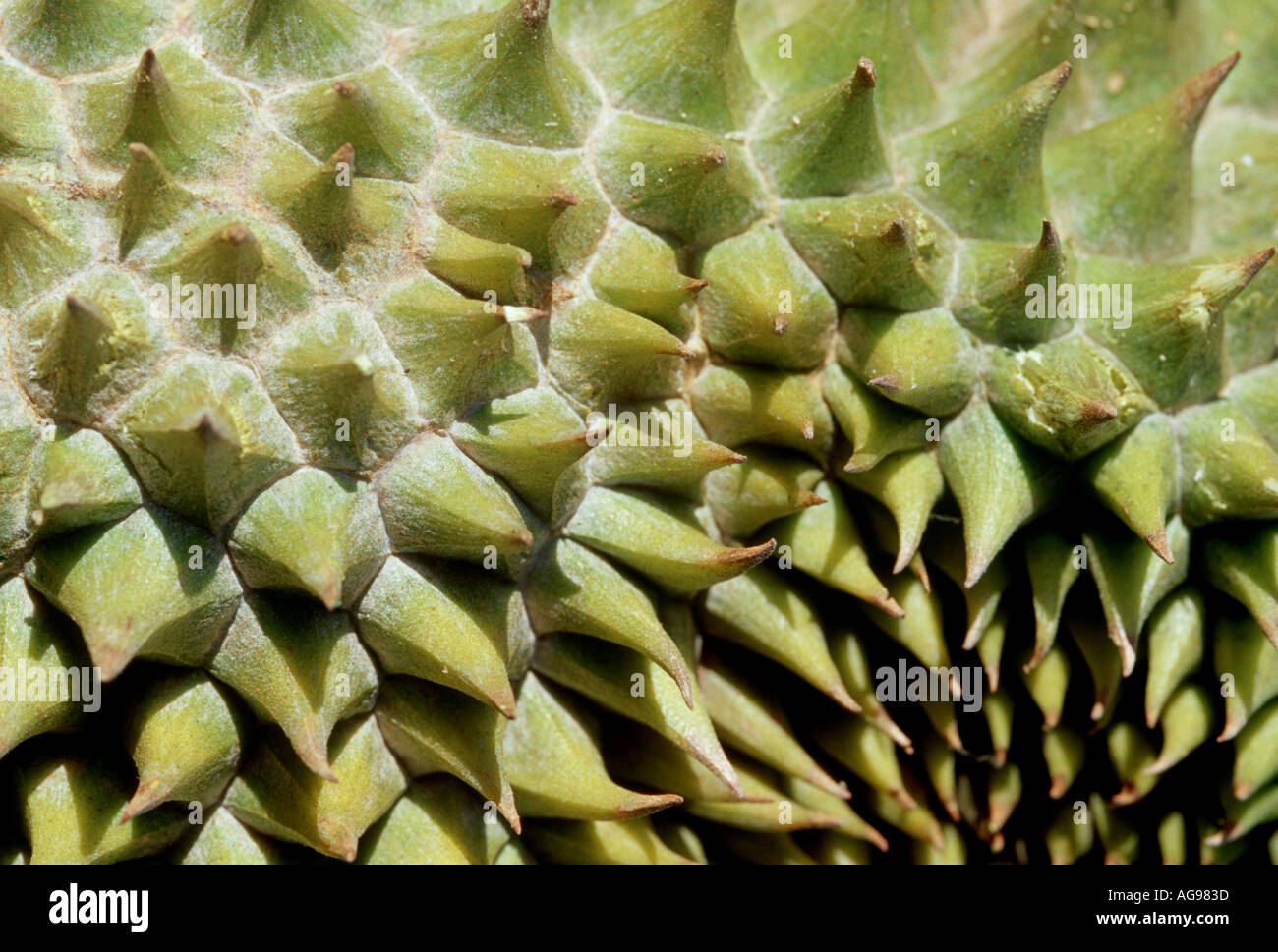 Durian Frucht hautnah Stockfoto