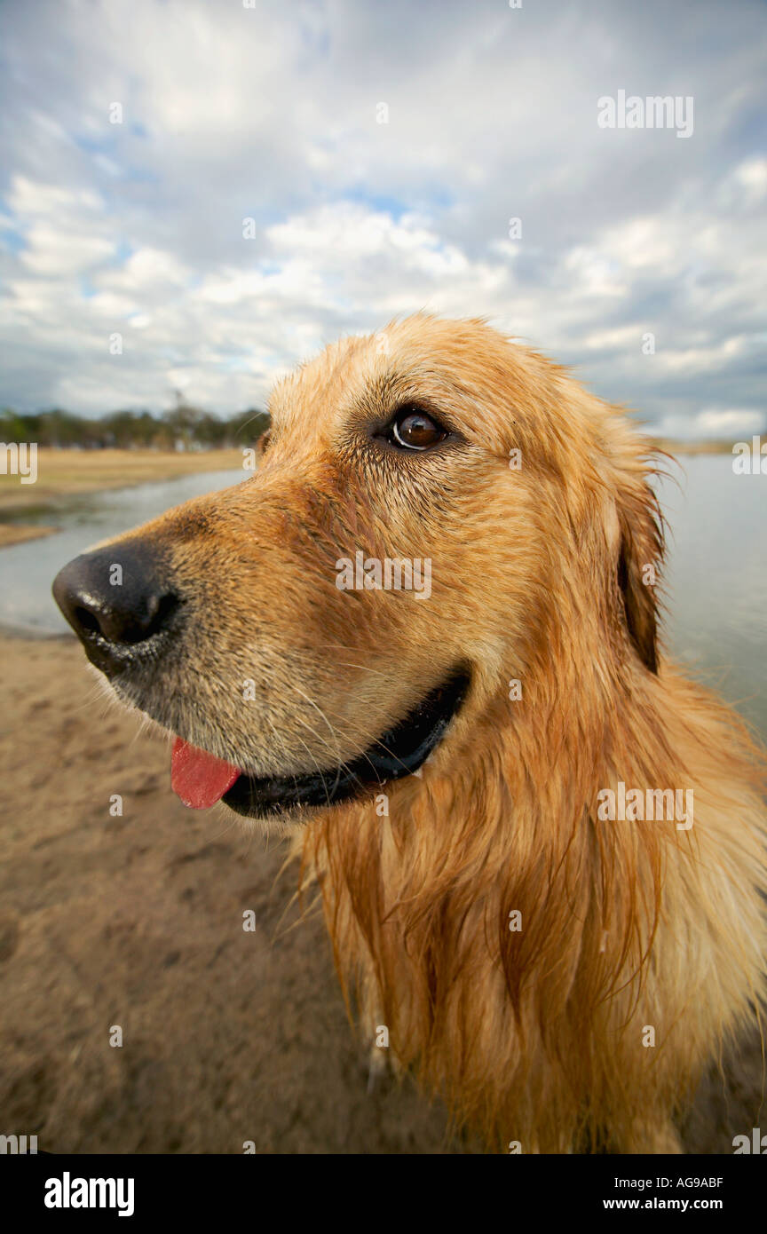 Inländische Hund Labrador golden Retriever Eigenschaft veröffentlicht Stockfoto