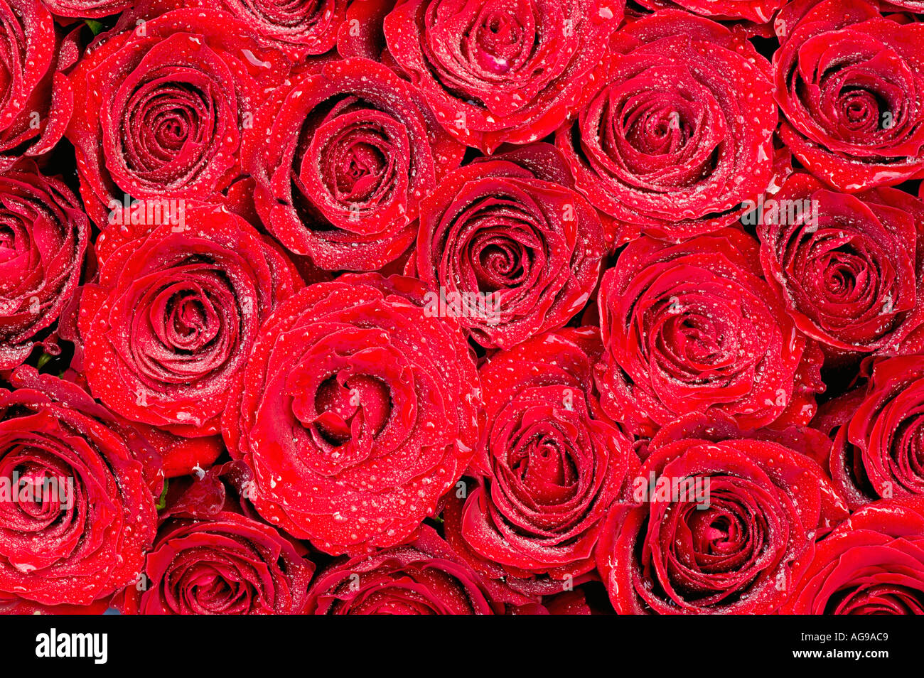 Rote Rosen zusammen gebündelt Stockfoto