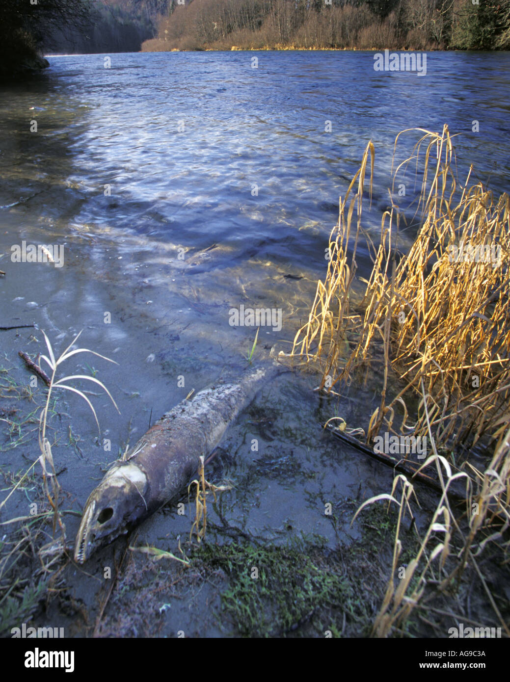 Tote Lachse Fäulnis am Ufer des Skagit River Marblemount Washington Stockfoto