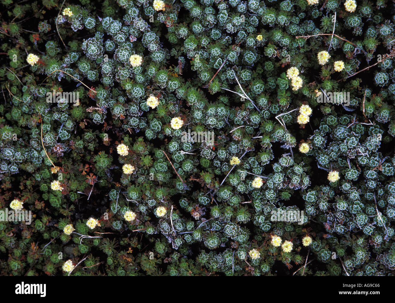 Frost auf Partridgefoot Luetkea Pectinata Mt Baker National Recreation Area-Washington Stockfoto