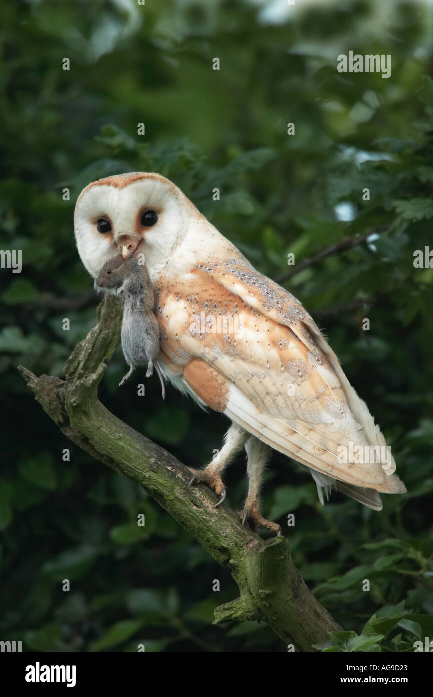 Schleiereule (Tyto Alba) mit kurzen tailed Wühlmaus Potton Bedfordshire Stockfoto