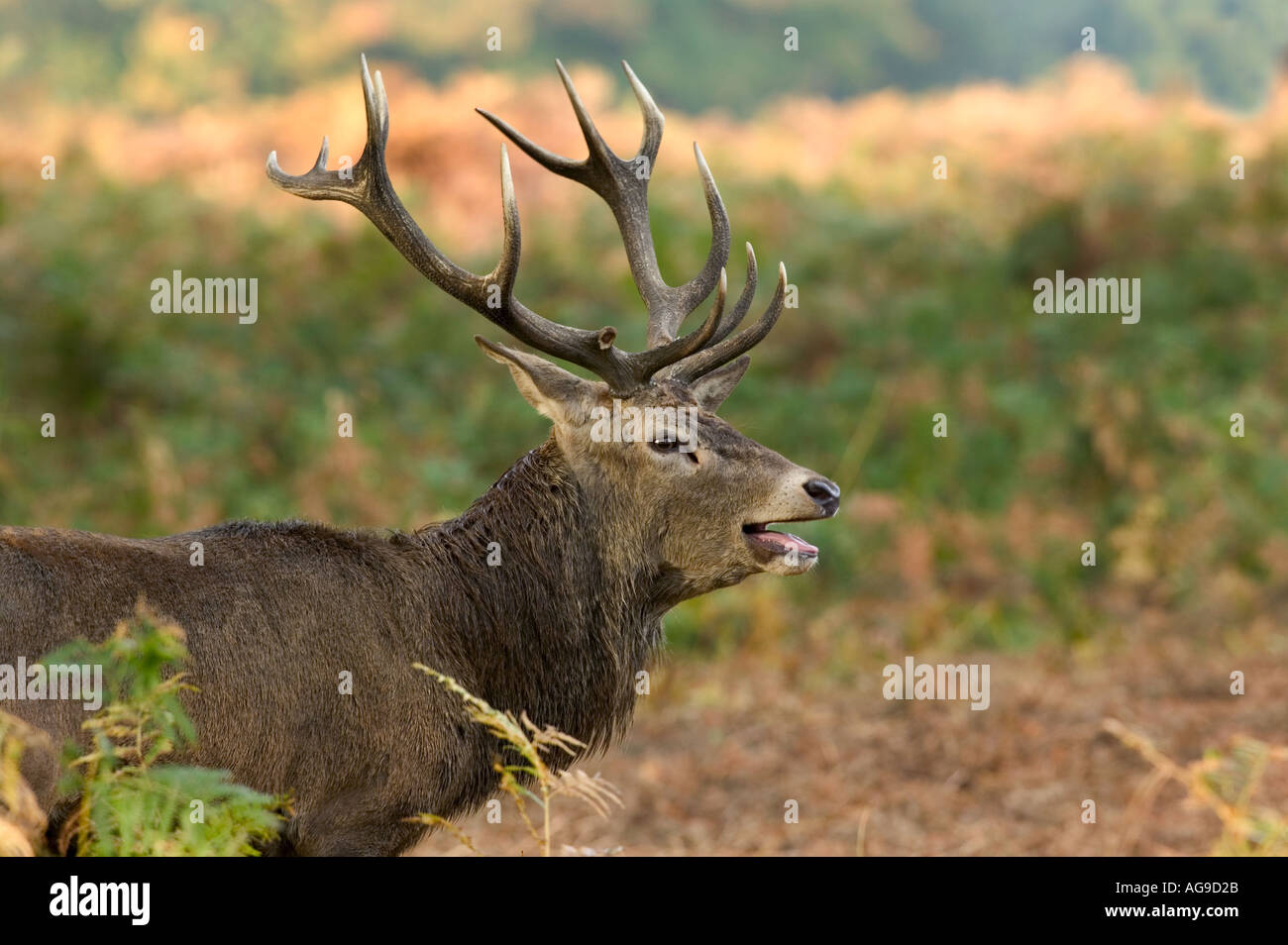 Rotwild-Hirsch (Cervus Elaphus) im Richmond park London Stockfoto