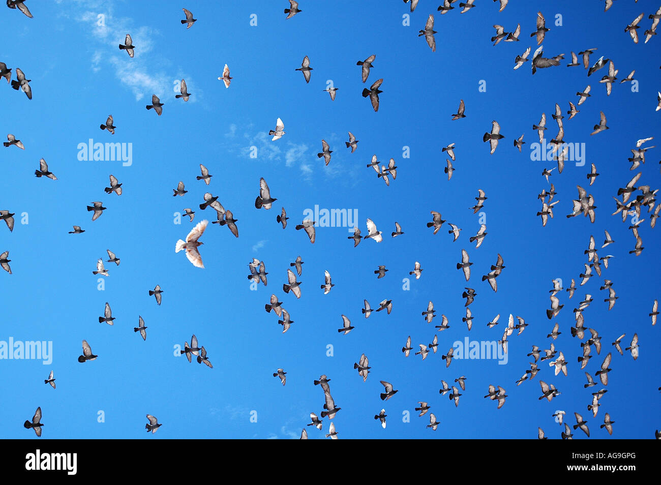 Vögel fliegen über der Altstadt von Dubrovnik-Kroatien Stockfoto
