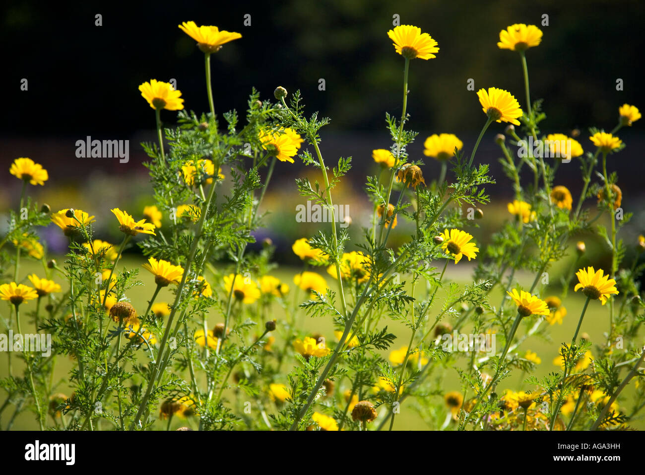 Anthemis Tinctoria genommen in den Walled Garden an Lydiard Park, Swindon, Wiltshire, UK, England Stockfoto