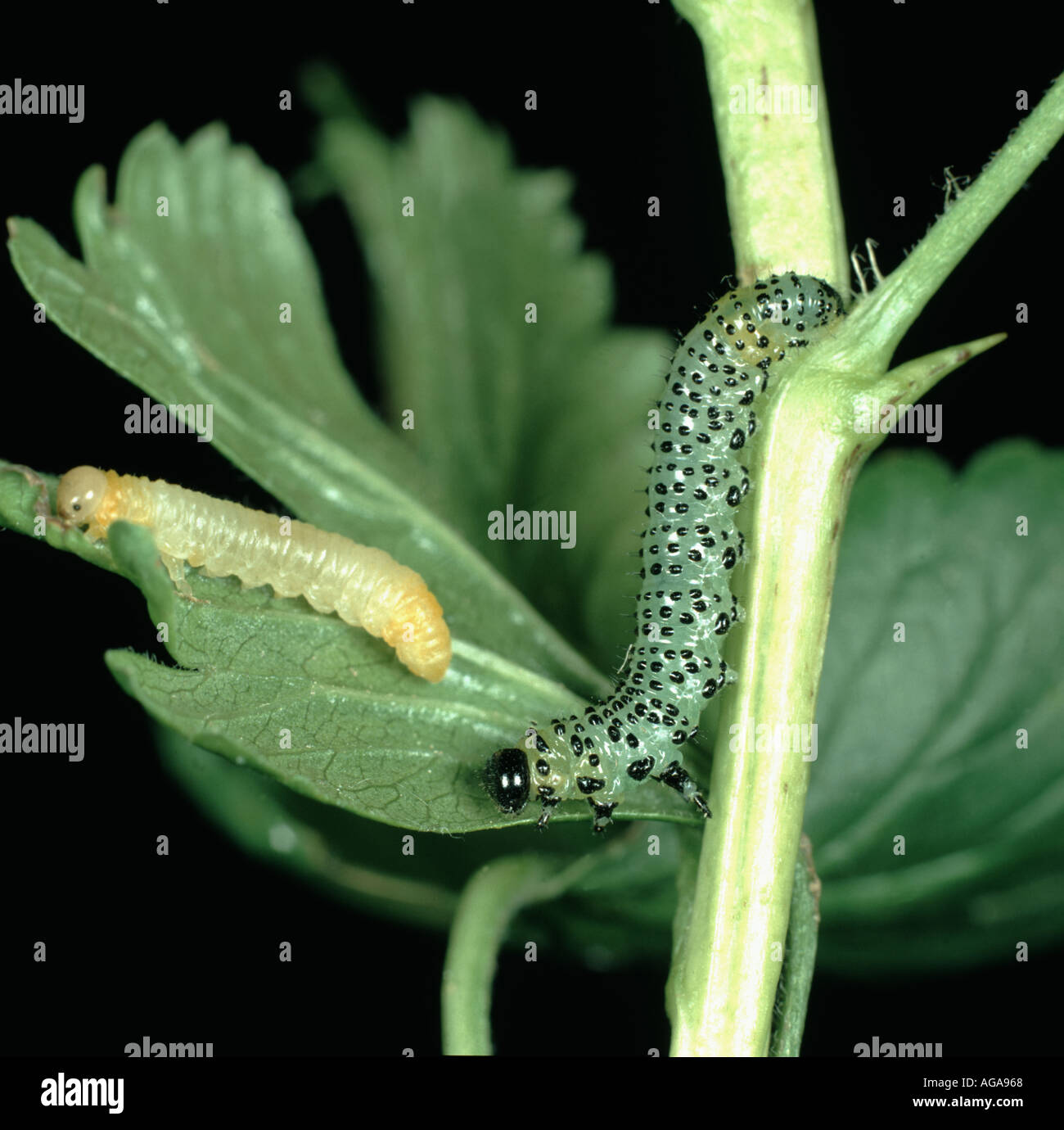 Larven der Stachelbeere Blattwespen Nematus Ribesii an Stachelbeere Pflanze Stockfoto