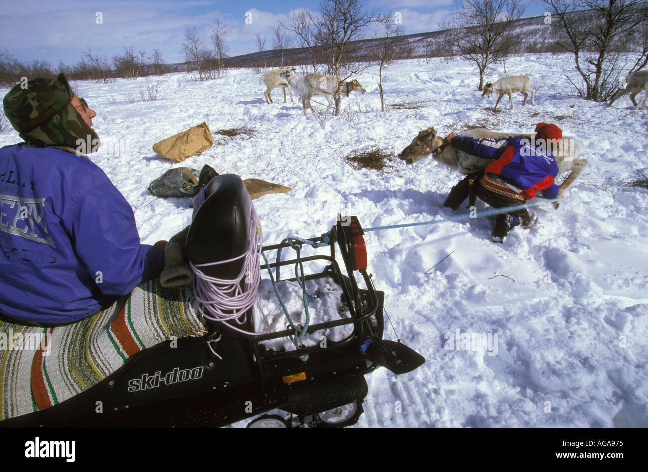 Saami-Männer in Kautokeino, Norwegen, fangen einen junges Rentier-Stier, der kastriert werden. Stockfoto