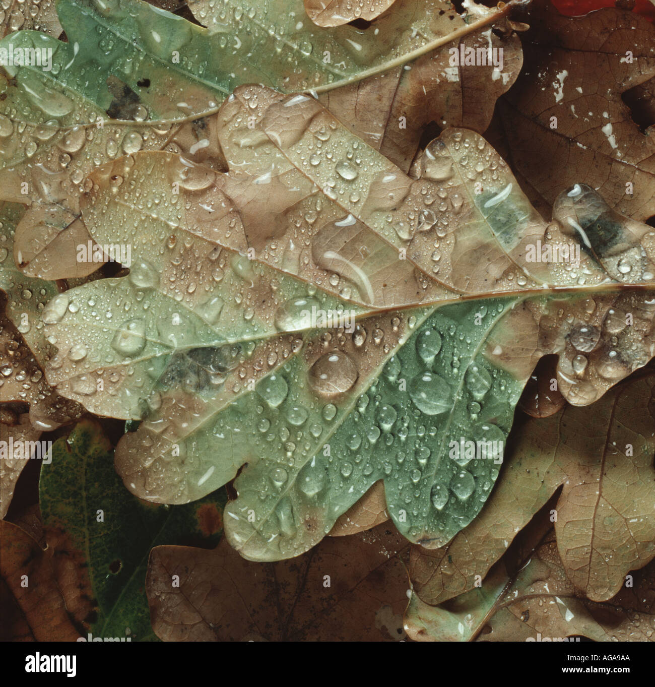 Regen Wassertropfen auf einem gefallenen Eichenblatt braun und teilweise noch grün im Herbst Stockfoto